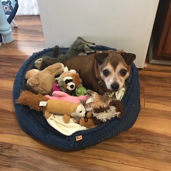 Meet your Posher, Dexter - Picture 4 of 8